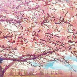 日本电影在叔母家做客
